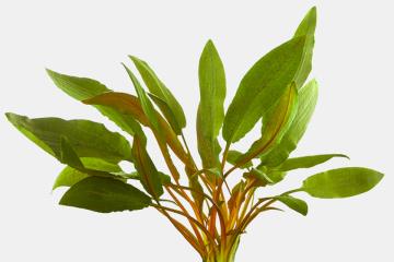 Cryptocoryne Beckettii Bitkisi
