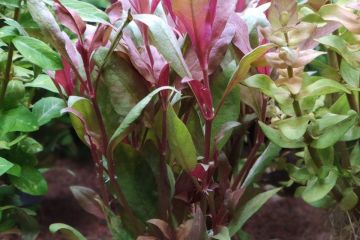 Alternanthera Reineckii Lilacina Bitkisi