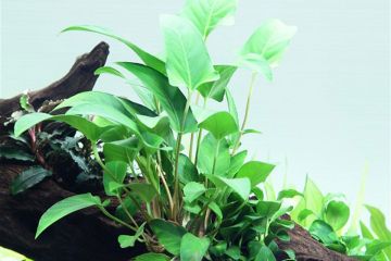 Anubias Gracilis Bitkisi
