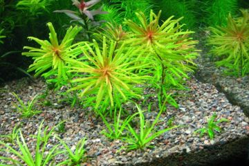 Ludwigia Inclinata Var. Verticillata Araguaia Bitkisi