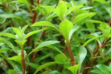 Ludwigia Palustris Bitkisi