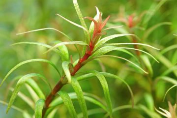 Rotala Mexicana Araguaia Bitkisi