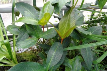 Anubias Gigantea - Dev Anubias Bitkisi