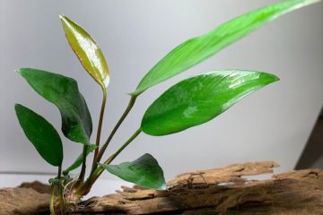Anubias Frazeri Bitkisi