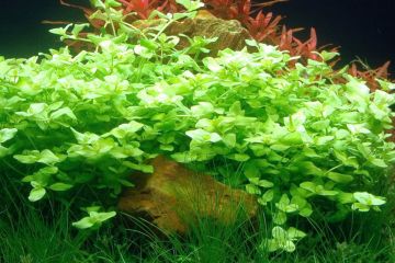 Bacopa Australis Bitkisi