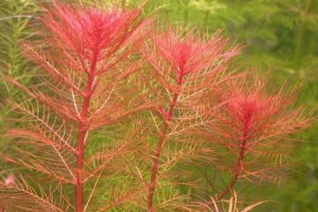 Myriophyllum Tuberculatum Bitkisi