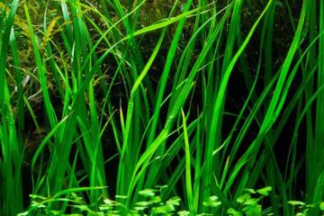 Cyperus Helferi Bitkisi