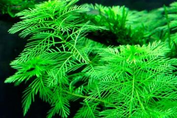 Myriophyllum Mattogrossense Bitkisi