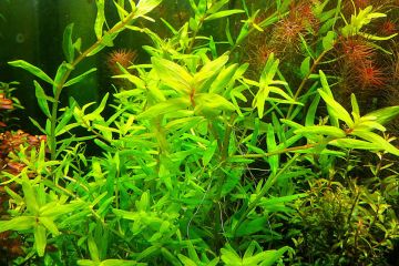 Rotala Macrandra Green Bitkisi