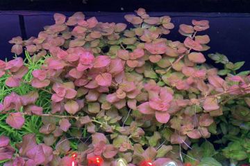 Ludwigia Ovalis Bitkisi