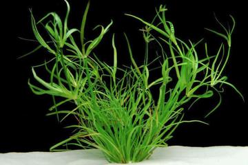 Juncus Repens Bitkisi