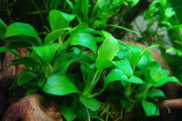 Anubias Barteri Var. Nana Petite Bitkisi