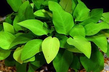 Anubias barteri var. nana "Golden"