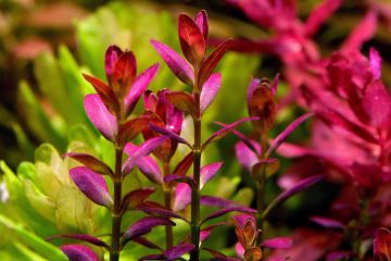 Rotala Ramosior Bitkisi