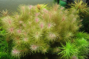 Rotala sp. Vietnam Bitkisi