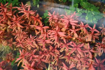 Ammannia Gracilis Bitkisi