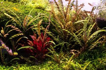 Hygrophila Pinnatifida Bitkisi