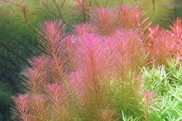 Rotala Wallichii Bitkisi