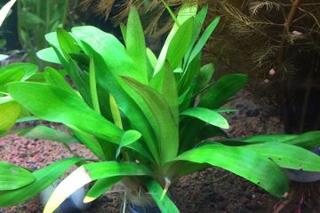 Sagittaria Platyphylla Bitkisi