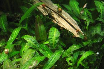 Cryptocoryne Affinis Bitkisi