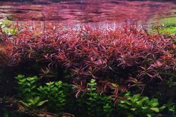 Ludwigia Arcuata Bitkisi