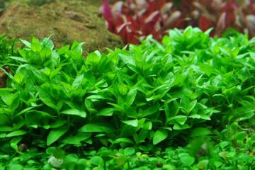 Staurogyne Repens Bitkisi