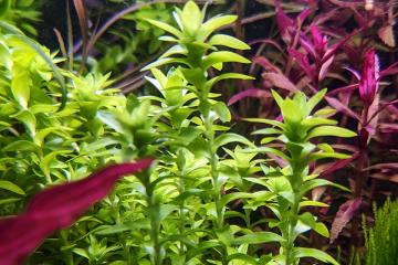 Tonina Fluviatilis Bitkisi