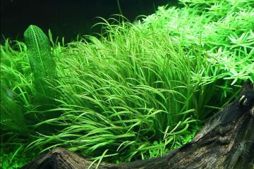Blyxa Japonica Bitkisi