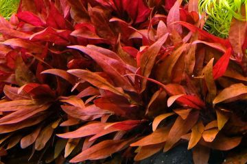 Alternanthera Reineckii Bitkisi