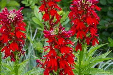 Lobelia Cardinalis Bitkisi