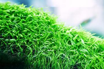 Utricularia Graminifolia Bitkisi