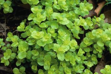 Lysimachia Nummularia Aurea Bitkisi