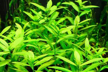 Hygrophila Polysperma - Ceylon/Zeytin Bitkisi