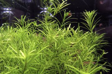 Rotala sp. Nanjenshan Bitkisi