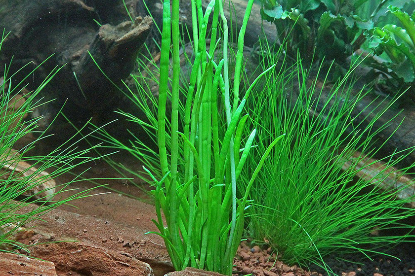 Lilaeopsis Macloviana Bitkisi