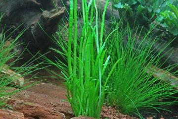 Lilaeopsis Macloviana Bitkisi
