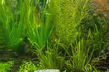 Blyxa Aubertii Bitkisi
