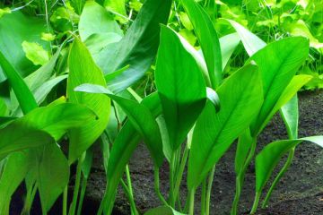 Anubias Barteri Var. Angustifolia Bitkisi