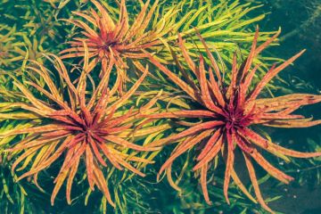 Ludwigia inclinata var. 'Cuba' Bitkisi