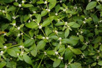Alternanthera Sessilis Bitkisi