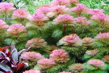 Cabomba Furcata Bitkisi