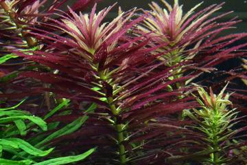 Limnophila Aromatica Bitkisi
