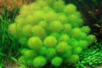 Limnophila Aquatica Bitkisi