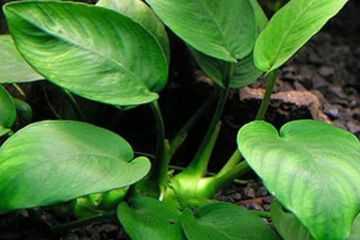 Anubias Barteri Var. Barteri Bitkisi