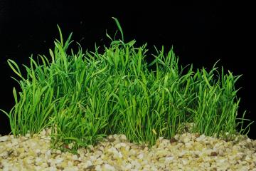 Lilaeopsis Brasiliensis Bitkisi