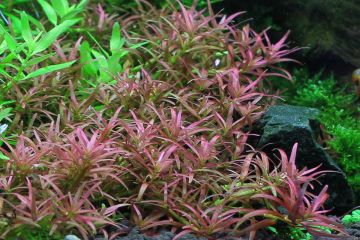 Rotala Mexicana Goias Bitkisi