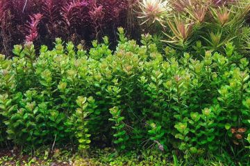Rotala sp. Bonsai - Cüce Bonsai Bitkisi