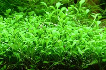 Glossostigma Elatinoides Bitkisi