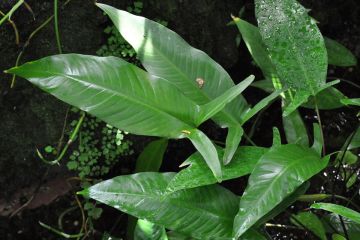 Anubias Gilletii Bitkisi