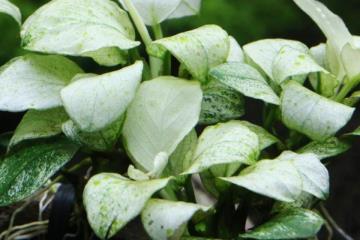 Anubias Barteri Var. Nana Marble Bitkisi